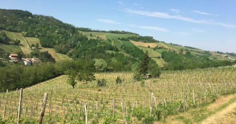 I nostri vigneti Venti Pertiche e Vigna Rondinella - Immagine: 3